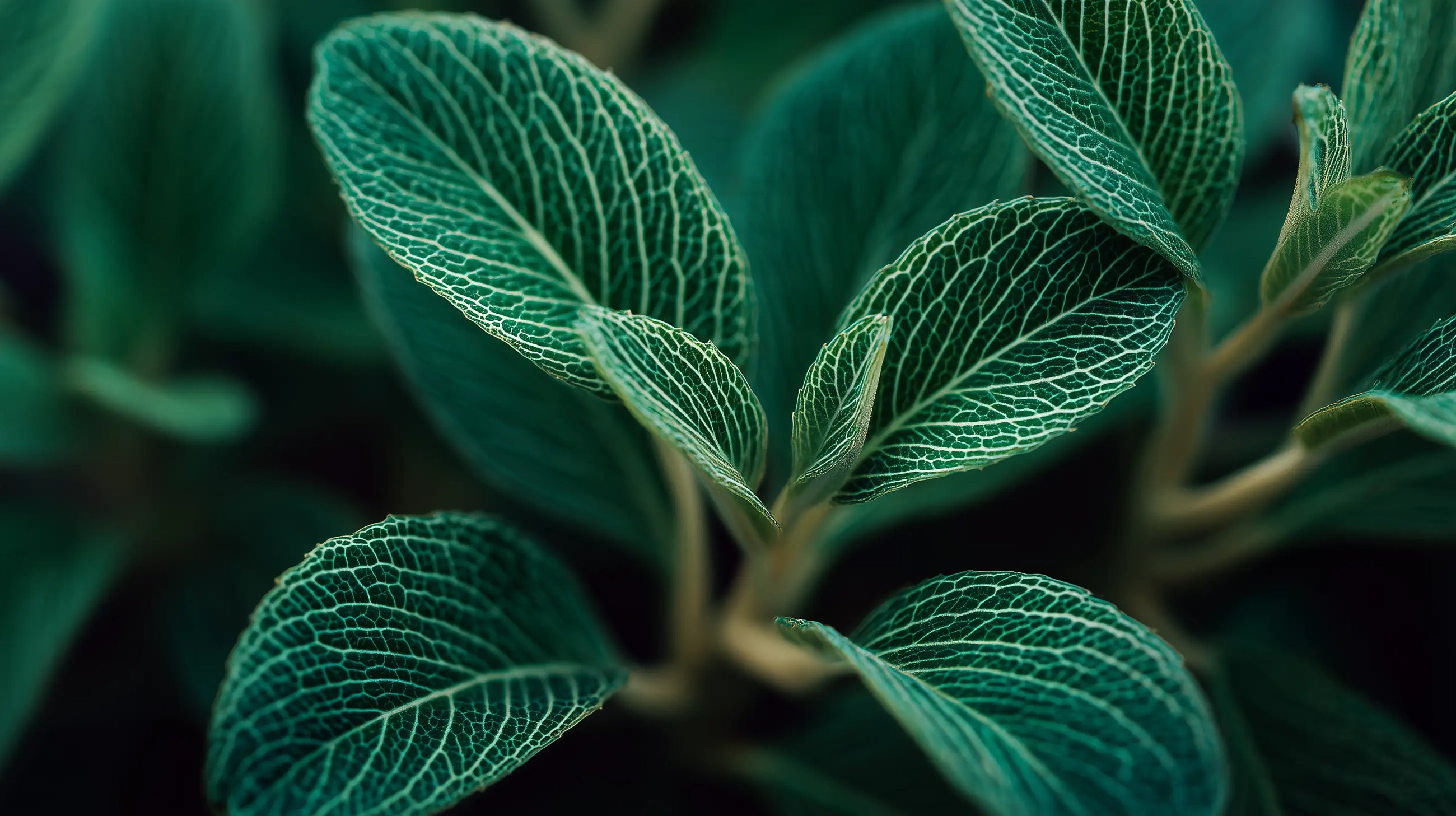 Textured sage leaves with raised veining close-up, clarifying plant ingredient in blemish face wash