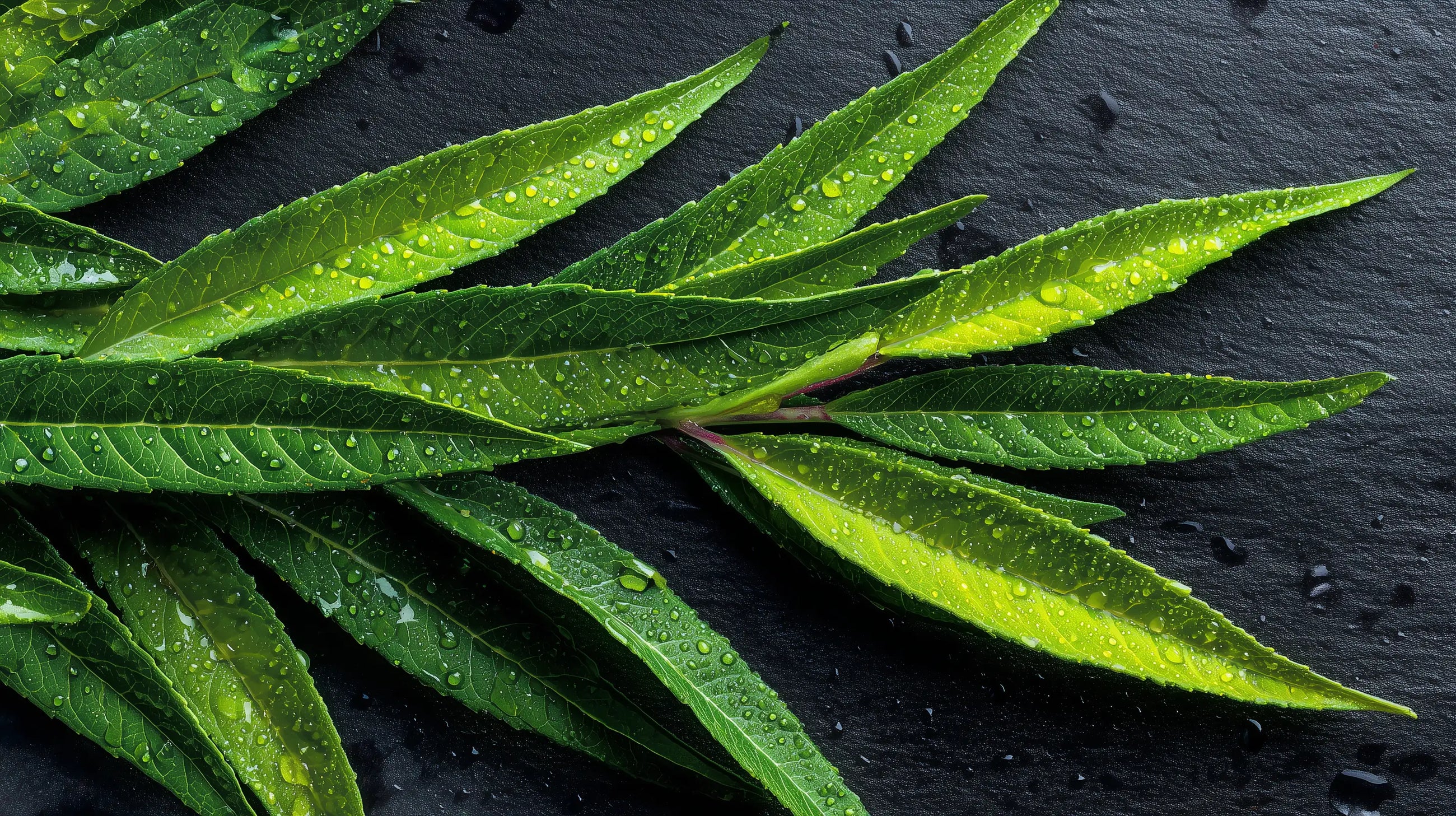 Long green leaves with water droplets on dark slate, clarifying botanical in DEW hydrating gel