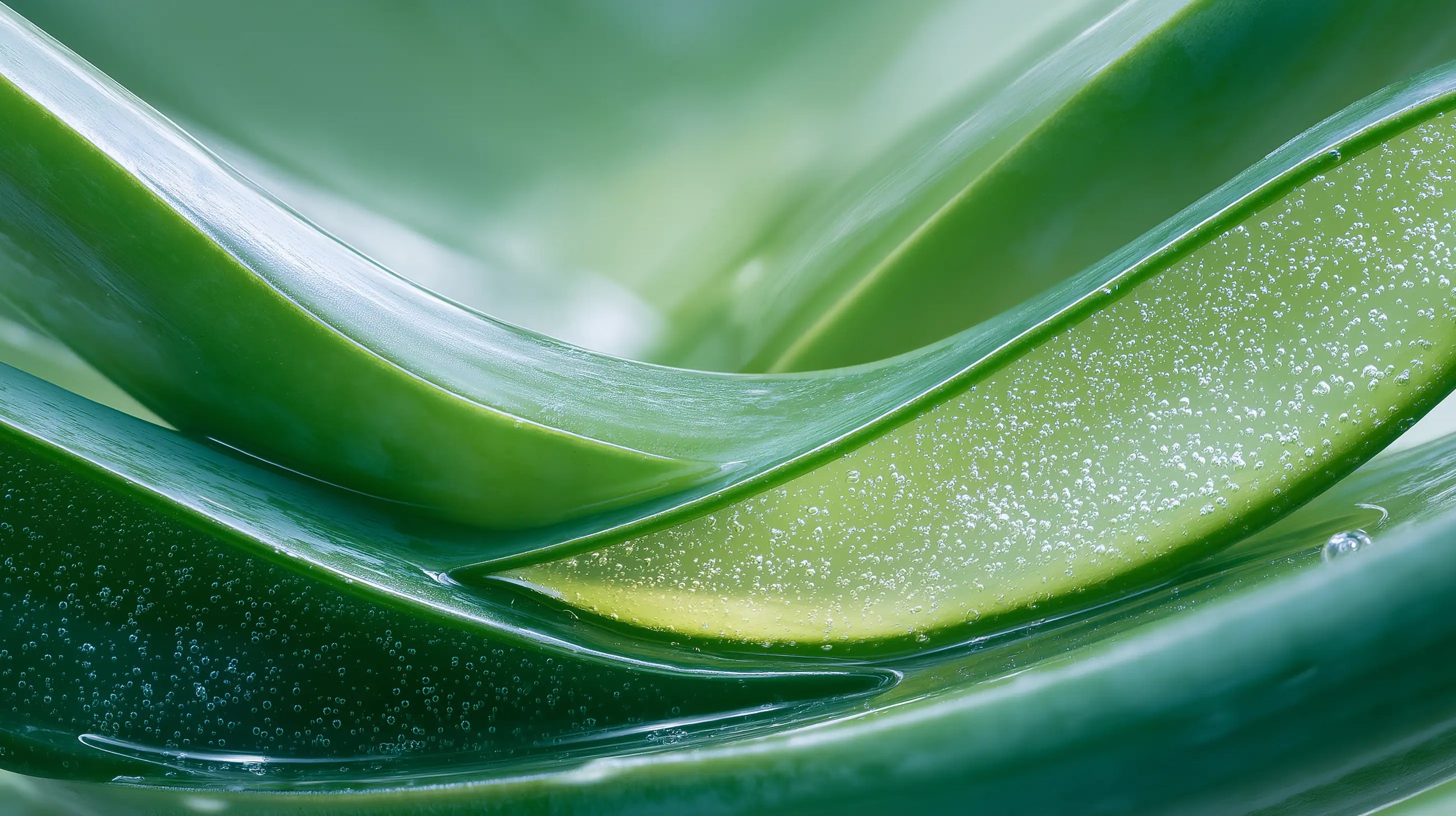 Aloe vera leaves close-up showing smooth curves and clear gel, soothing ingredient in GLOW serum