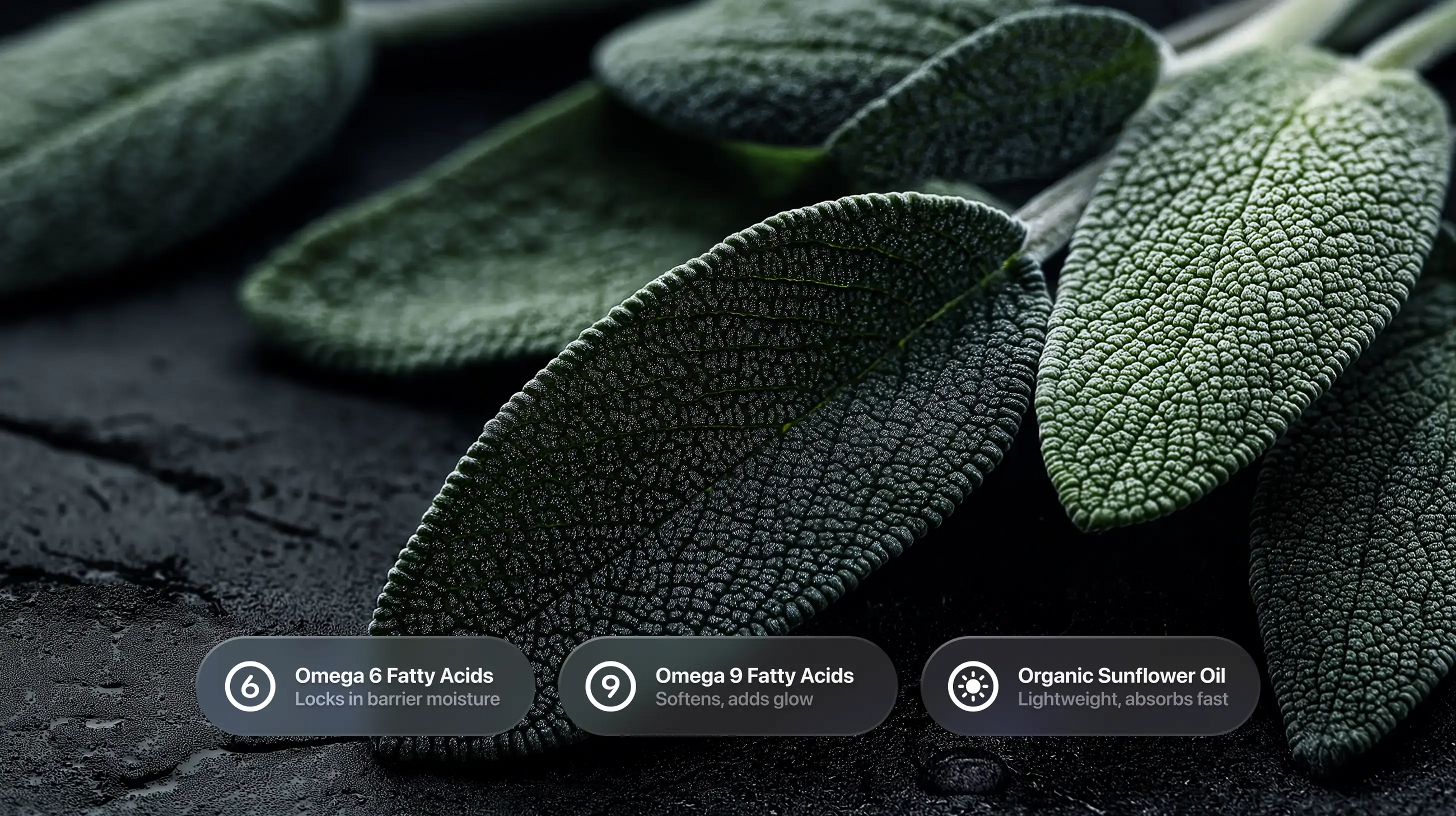 Dark sage leaves with omega 6 fatty acids, omega 9 fatty acids and organic sunflower oil ingredient callouts