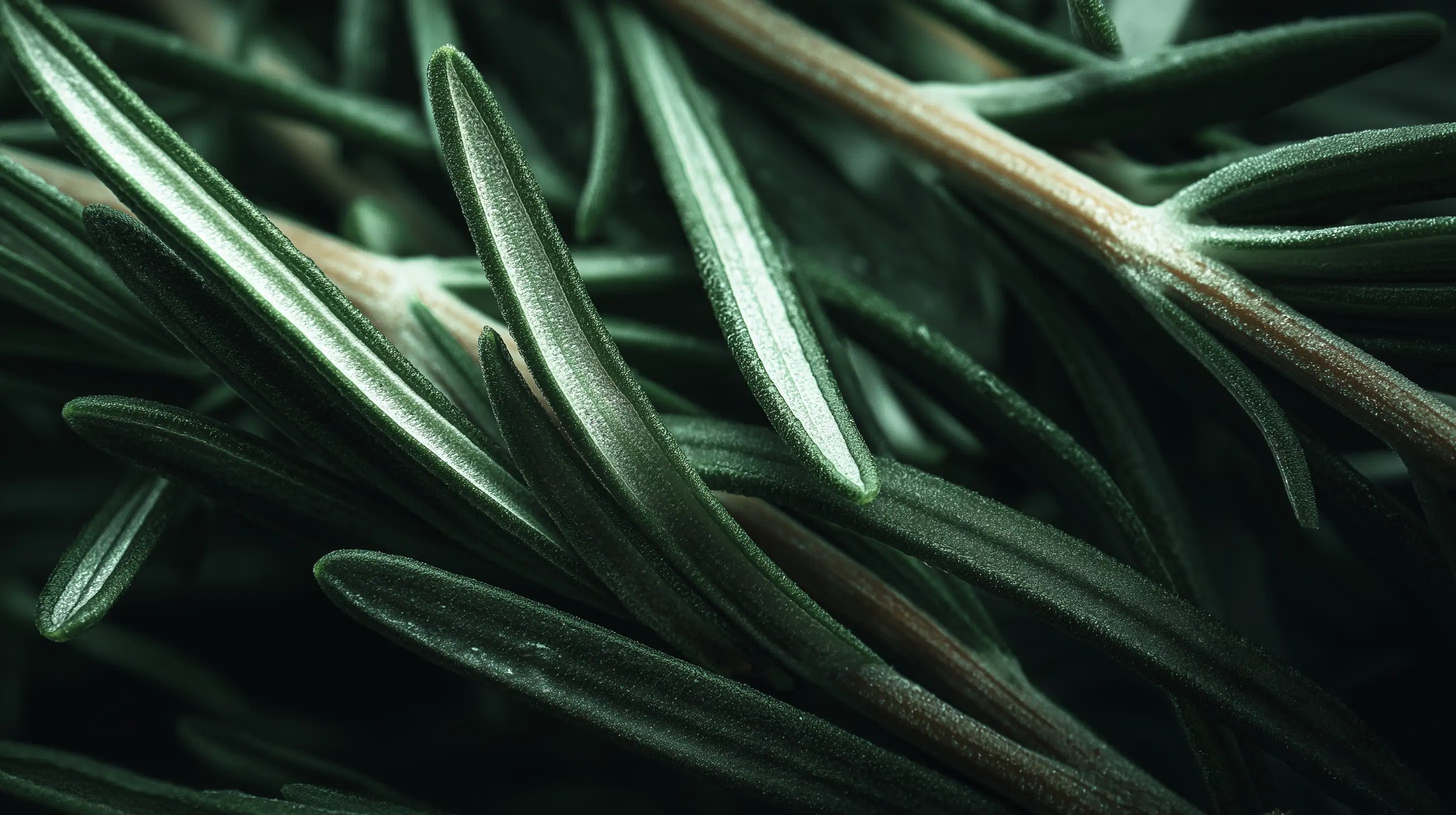 Fresh rosemary needle sprigs close-up in dark tones, key scalp-stimulating ingredient in ROOT hair oil
