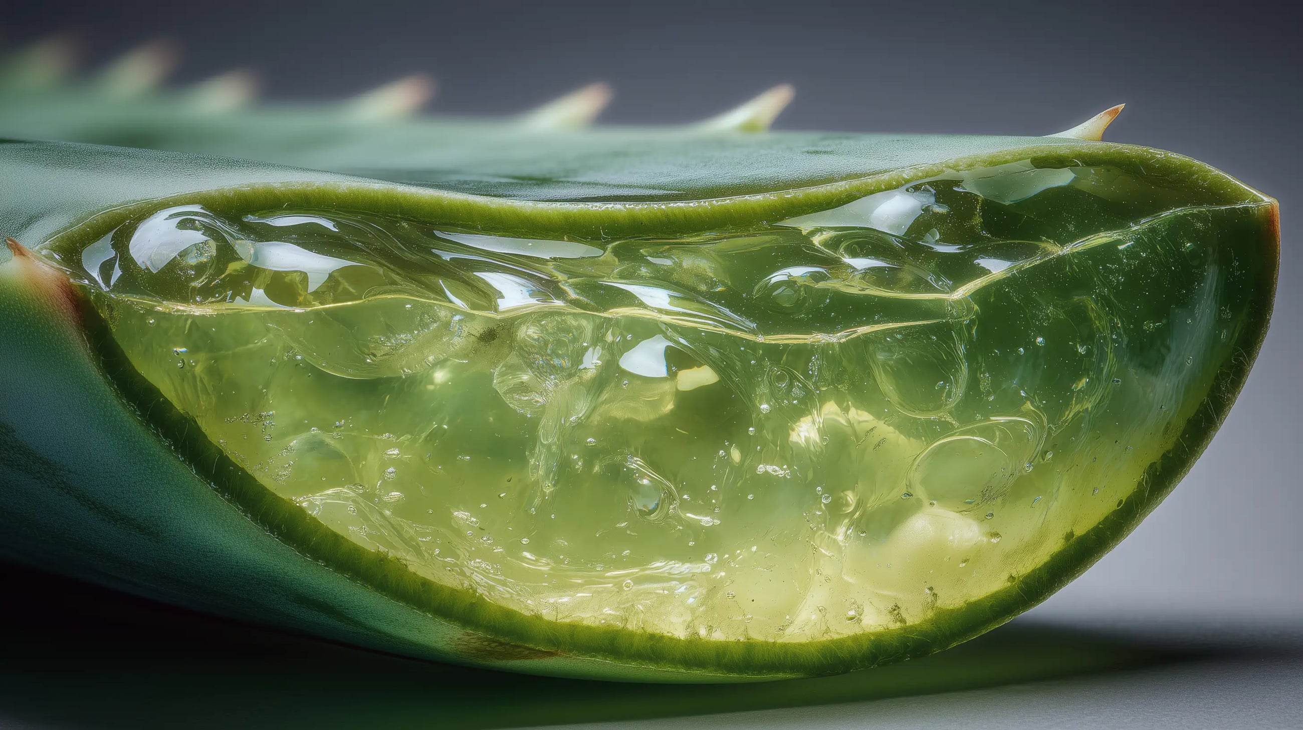 Aloe vera leaf cross-section with clear gel bubbles, barrier-calming ingredient in SHIELD serum