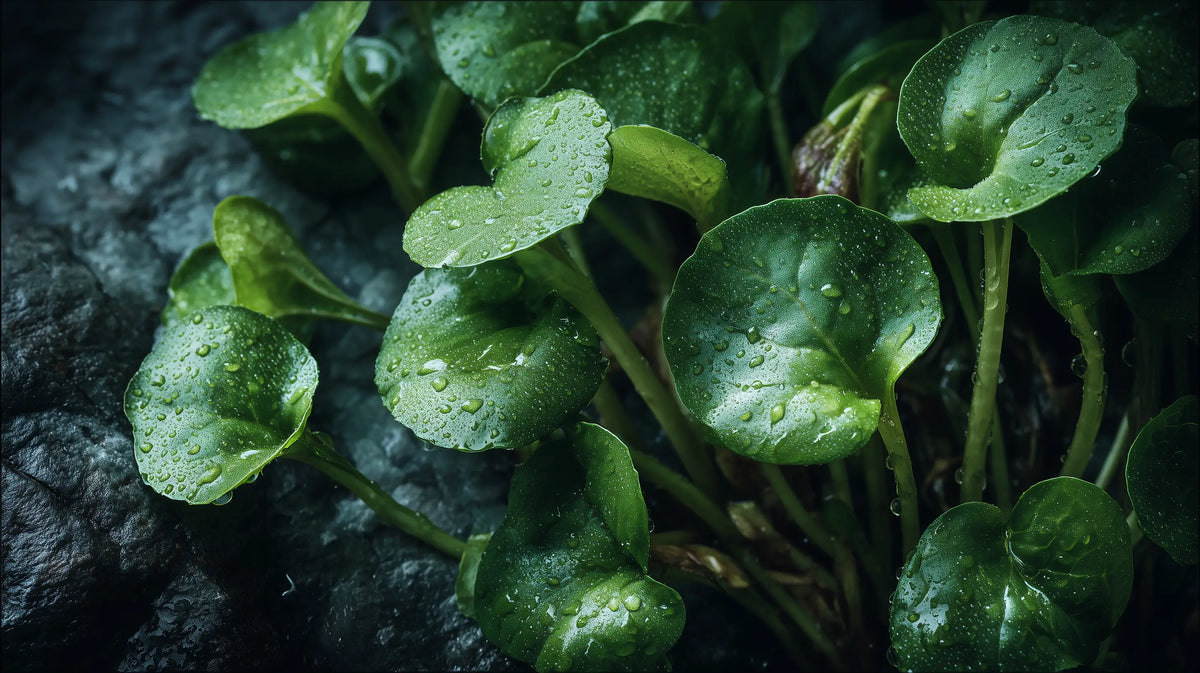 Plant based organic moisturizer correctly to damp skin for better absorption and hydration