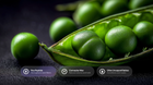 Peas with pea peptide, carnauba wax and olive unsaponifiables ingredient callouts