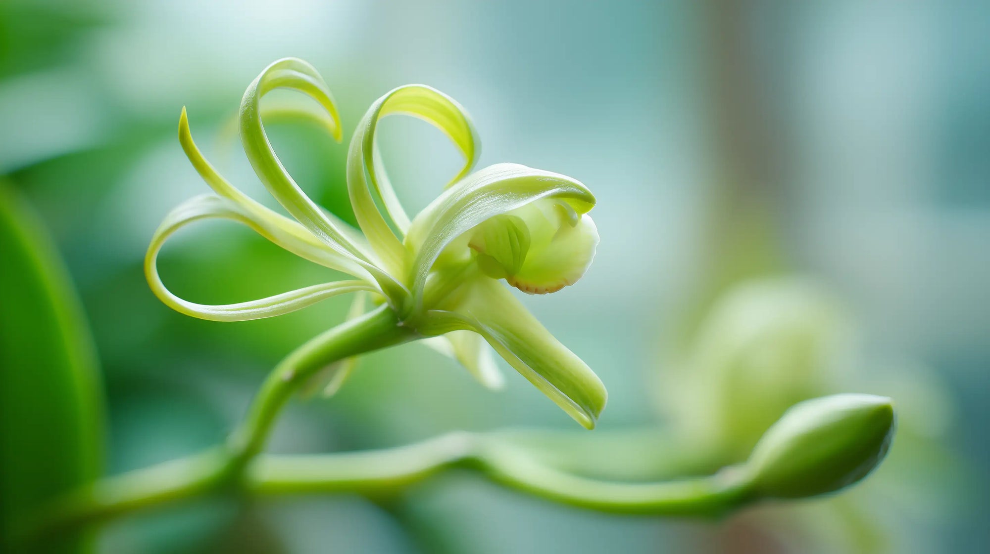 Vanilla orchid plant close-up, natural ingredient in CLOUD Organic Foaming Baby Wash by ARNEUX