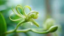 Vanilla orchid plant close-up, natural ingredient in CLOUD Organic Foaming Baby Wash by ARNEUX