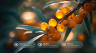 Golden sea buckthorn berries on branch with bakuchiol, squalane and vitamin E ingredient callouts