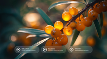 Golden sea buckthorn berries on branch with bakuchiol, squalane and vitamin E ingredient callouts