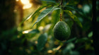 Fresh avocado hanging on tree branch close-up, squalane-rich ingredient in AURA vitamin C serum
