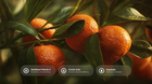 Oranges on branch with stabilized vitamin C, ferulic acid and squalane ingredient callouts