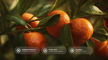 Oranges on branch with stabilized vitamin C, ferulic acid and squalane ingredient callouts