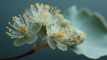 White botanical blossom close-up showing delicate stamens, natural plant-derived skincare ingredient