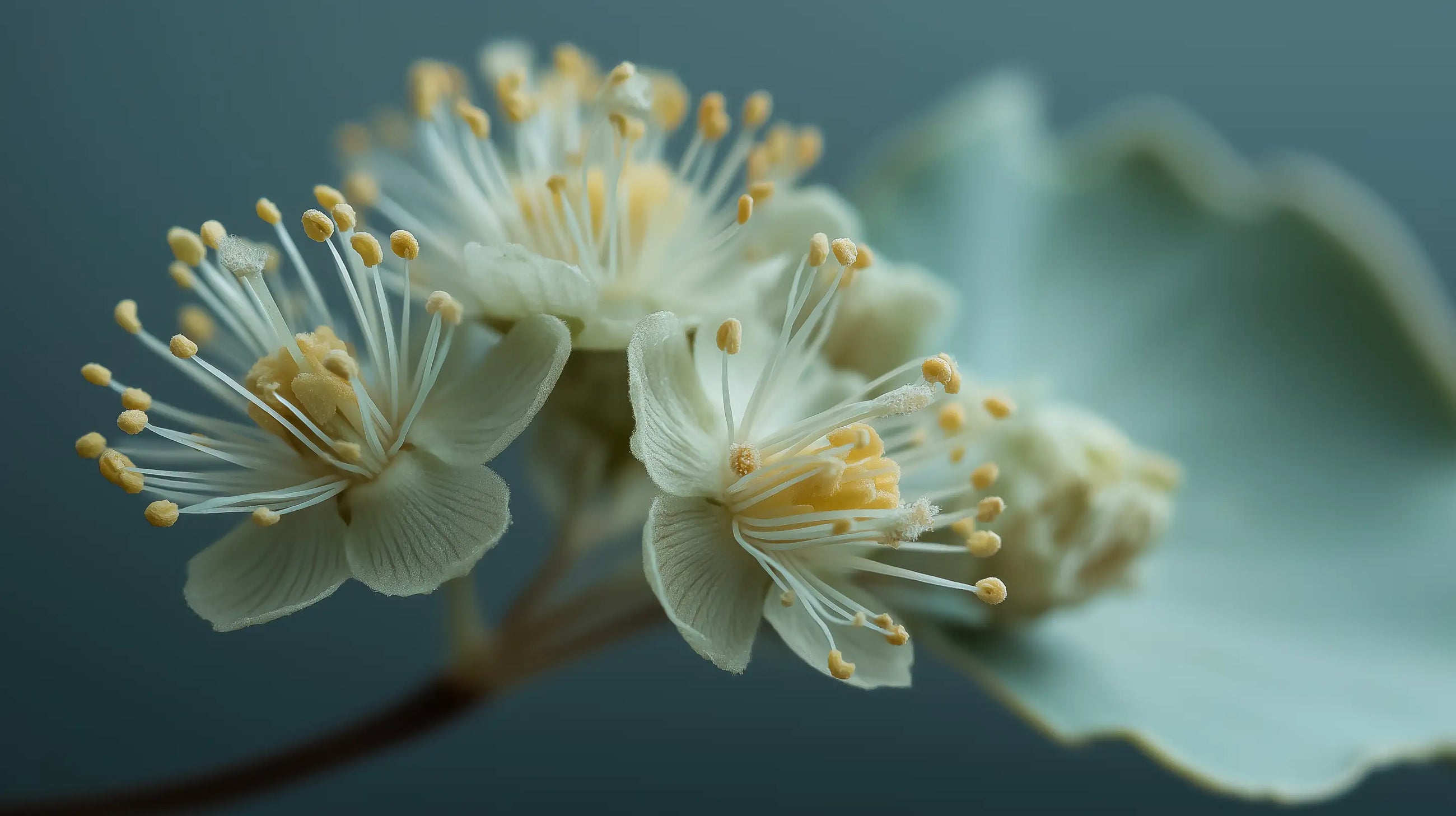 White botanical blossom close-up showing delicate stamens, natural plant-derived skincare ingredient