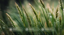 Aloe vera, chamomile and hyaluronic acid ingredient callouts over dewy green wheat stalks