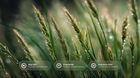 Aloe vera, chamomile and hyaluronic acid ingredient callouts over dewy green wheat stalks