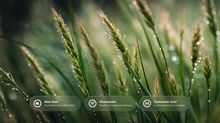 Aloe vera, chamomile and hyaluronic acid ingredient callouts over dewy green wheat stalks
