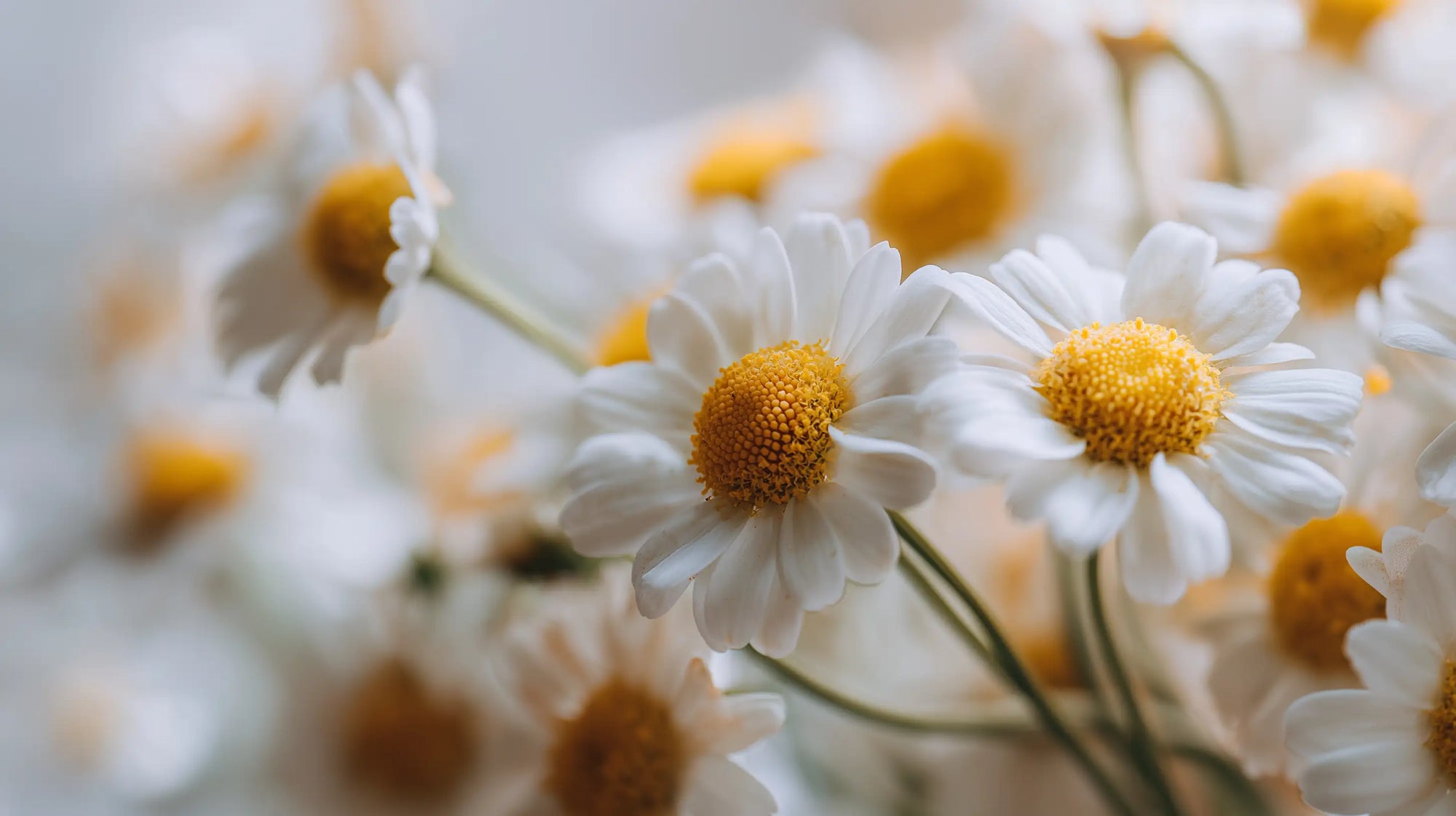 White chamomile daisies in bloom, soothing botanical ingredient in BARE micellar cleansing water