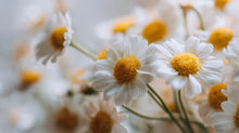 White chamomile daisies in bloom, soothing botanical ingredient in BARE micellar cleansing water
