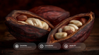 Open cacao pod revealing cocoa beans with ceramides, cocoa butter and jojoba oil ingredient callouts