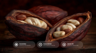 Open cacao pod revealing cocoa beans with ceramides, cocoa butter and jojoba oil ingredient callouts