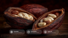 Open cacao pod revealing cocoa beans with ceramides, cocoa butter and jojoba oil ingredient callouts