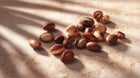 Jojoba seeds scattered on sandy surface in warm light, skin-balancing ingredient in BLEND CC stick