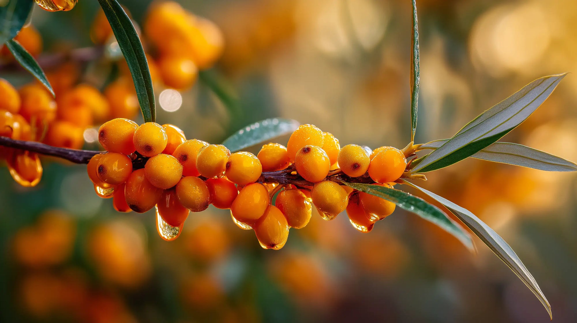 Vibrant sea buckthorn berries on branch, antioxidant botanical ingredient in BLEND ceramide CC stick