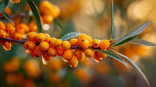 Vibrant sea buckthorn berries on branch, antioxidant botanical ingredient in BLEND ceramide CC stick