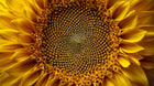 Macro close-up of sunflower centre spiral, natural botanical ingredient source in BLEND CC stick