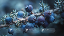 Juniper berries on branch with argan oil, hyaluronic acid and zinc PCA ingredient callouts