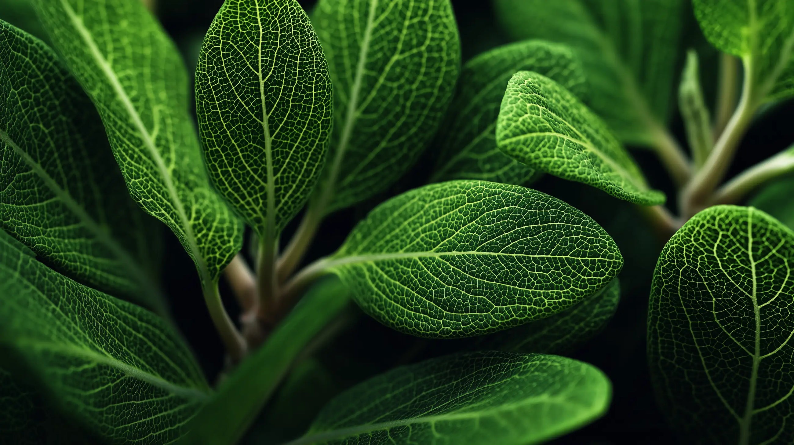 Textured green sage leaves close-up, soothing plant-derived ingredient in blemish care formula