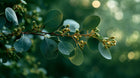 Close-up of a green leafy eucalyptus branch with small buds and dew drops, set against a soft blurred green bokeh background