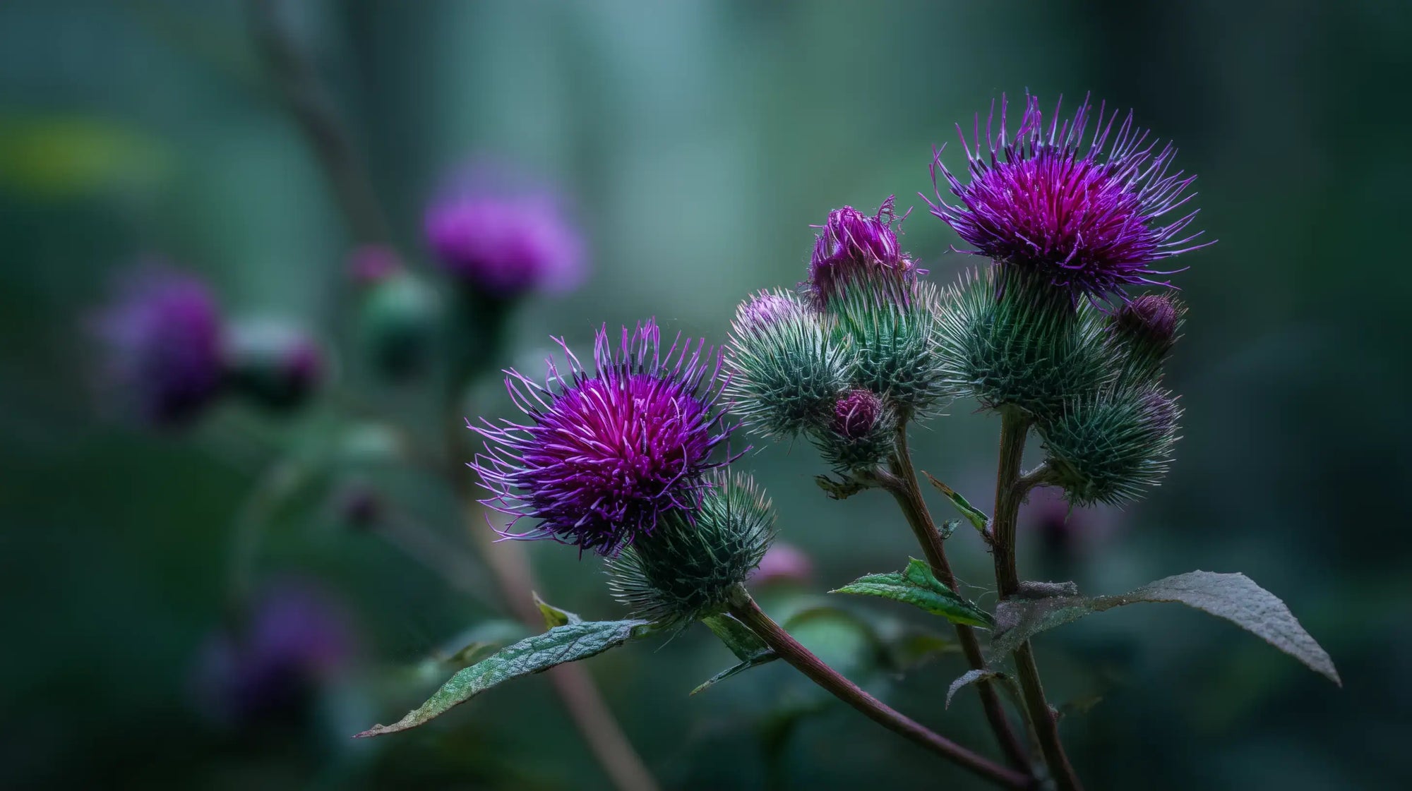 Purple burdock thistle flower close-up, purifying botanical ingredient in CLEANSE radiant glow facial wash