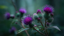 Purple burdock thistle flower close-up, purifying botanical ingredient in CLEANSE radiant glow facial wash
