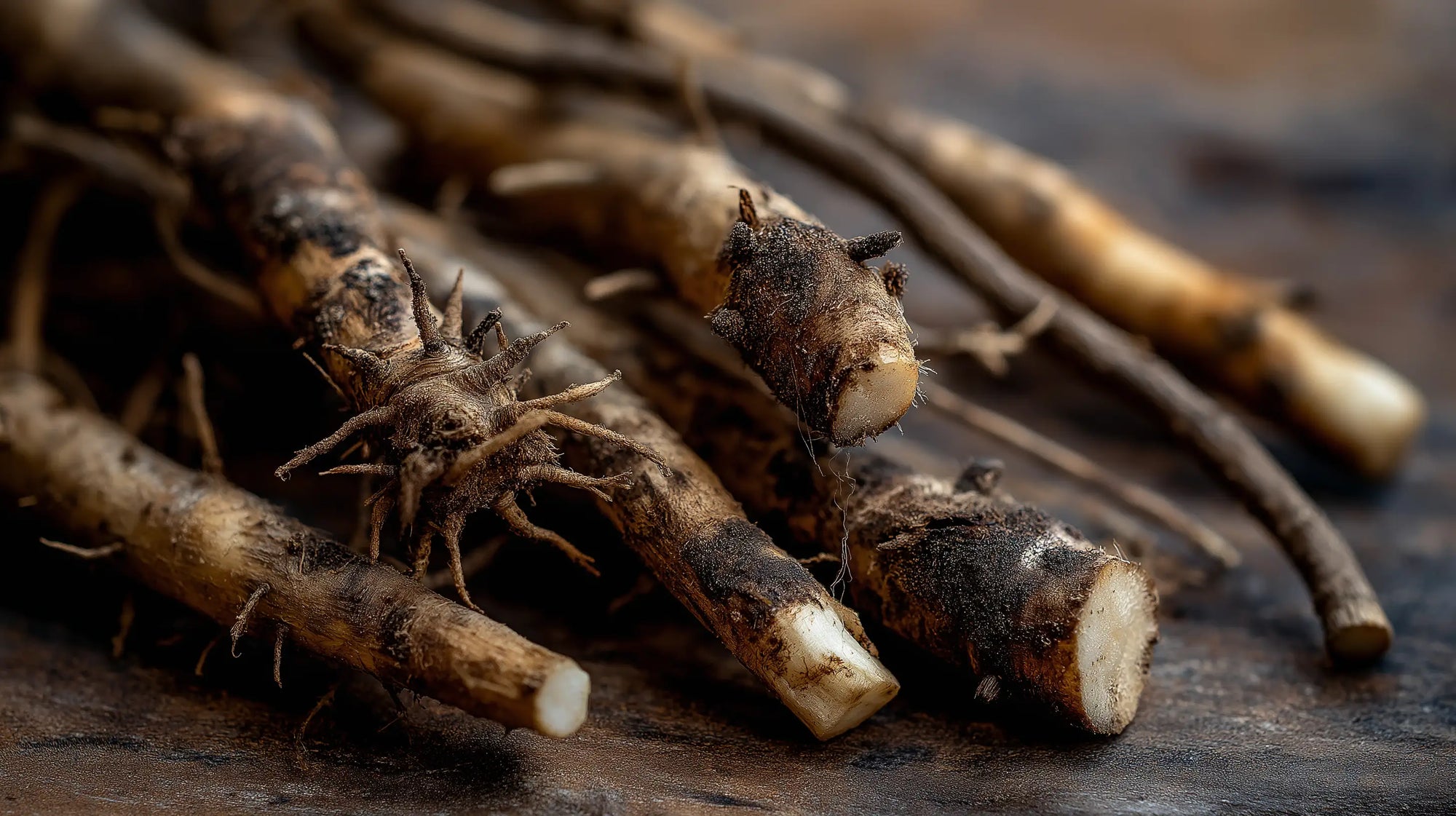 Burdock roots on dark wood surface close-up, purifying botanical extract in CLEANSE facial wash