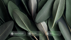 Dark green sage leaves with coconut surfactant, aloe vera and glycerin ingredient callouts