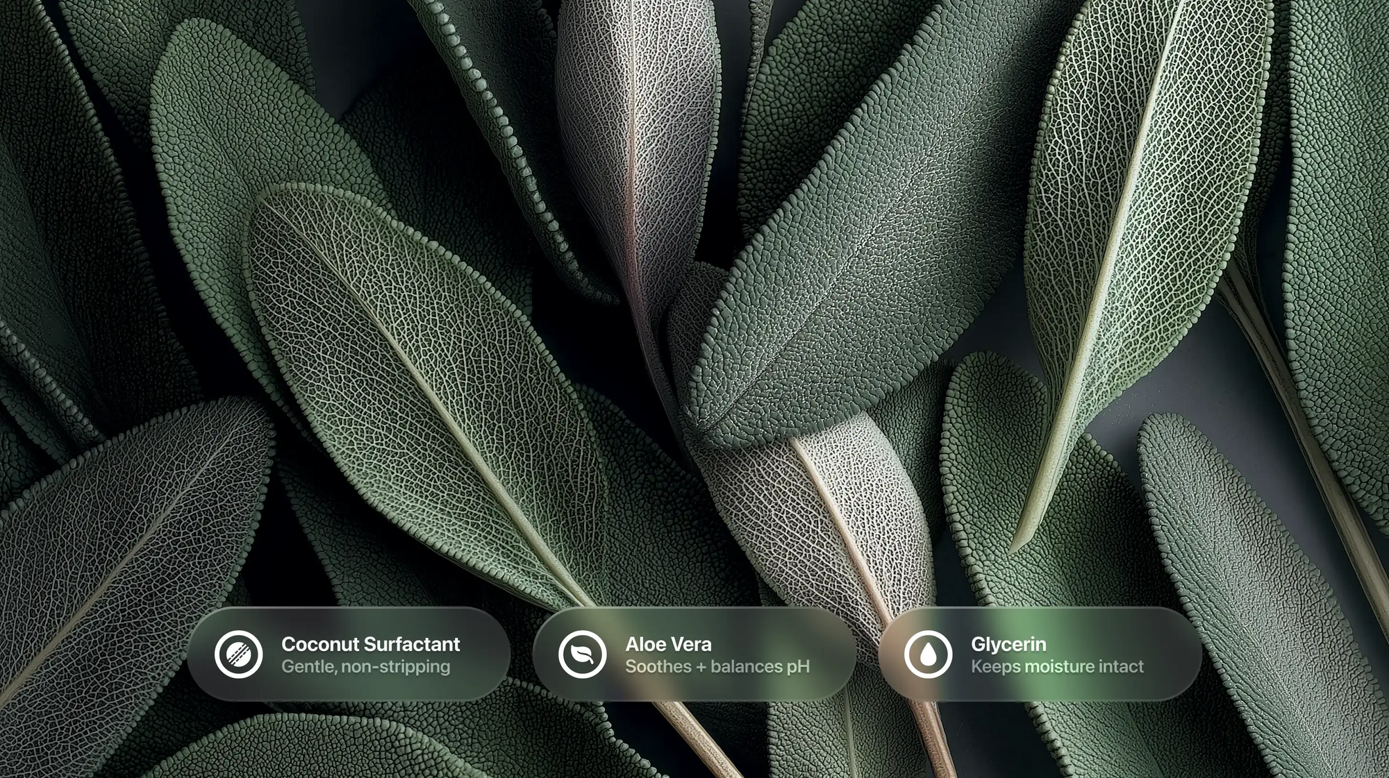 Dark green sage leaves with coconut surfactant, aloe vera and glycerin ingredient callouts