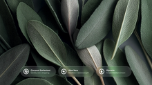 Dark green sage leaves with coconut surfactant, aloe vera and glycerin ingredient callouts