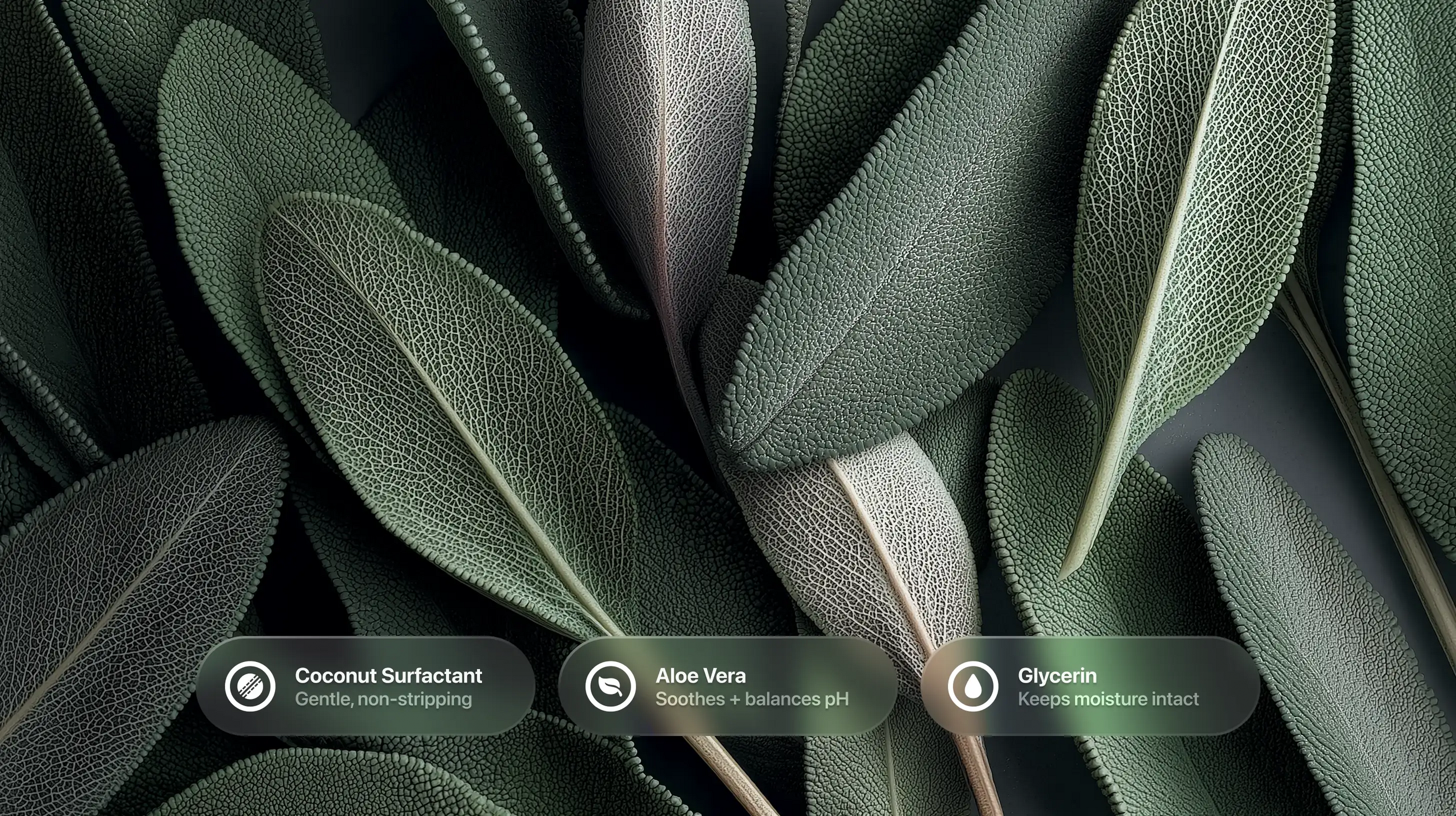 Dark green sage leaves with coconut surfactant, aloe vera and glycerin ingredient callouts