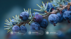 Juniper berries on branch with mate leaf, Iceland moss and juniper berry ingredient callouts