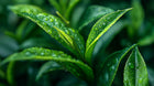 Dewy green tea leaves close-up, antioxidant botanical ingredient in blemish care face wash