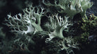 Iceland moss lichen close-up showing delicate grey-green texture, skin-soothing ingredient in CLEAR