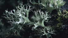 Iceland moss lichen close-up showing delicate grey-green texture, skin-soothing ingredient in CLEAR