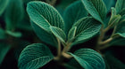 Textured sage leaves with raised veining close-up, clarifying plant ingredient in blemish face wash