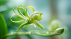 Green vanilla orchid plant with coconut surfactant, vanilla extract and organic glycerin ingredient callouts