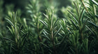 Fresh rosemary sprigs close-up, antioxidant botanical ingredient in CORRECT dark spot treatment