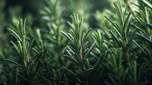 Fresh rosemary sprigs close-up, antioxidant botanical ingredient in CORRECT dark spot treatment