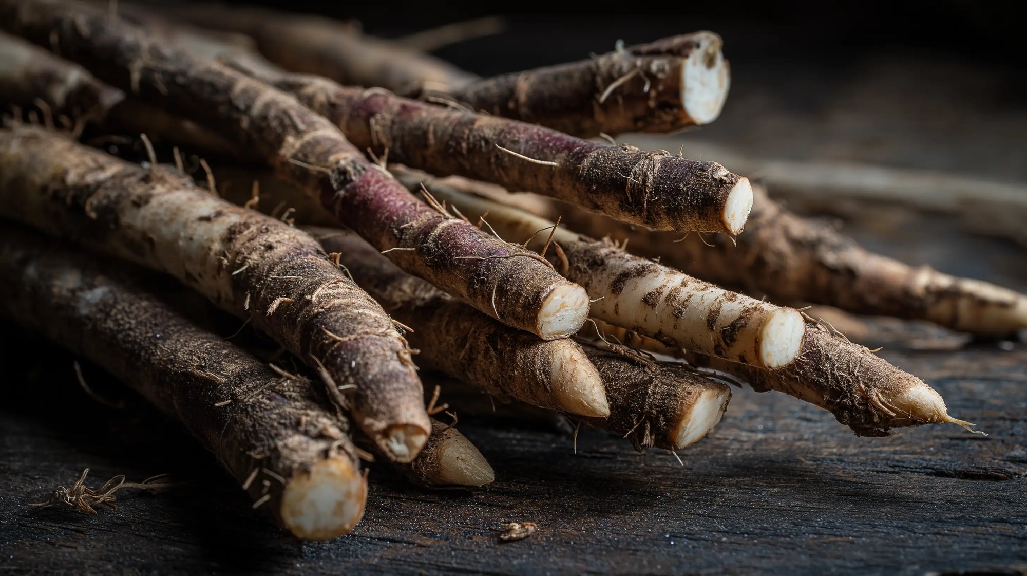 Burdock roots on dark wood surface close-up, skin-clearing botanical ingredient in DAY light cream