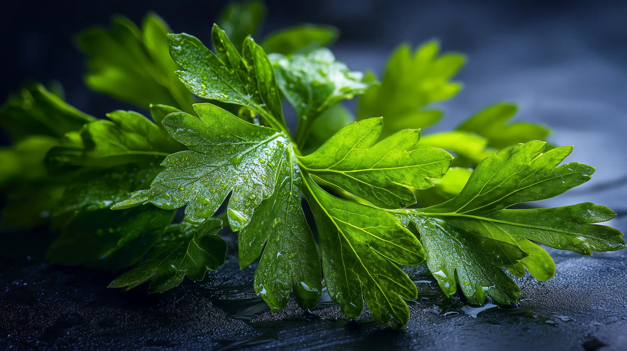 Fresh green parsley leaves on dark wet surface, antioxidant botanical ingredient in DAY light cream