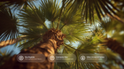 Palm tree fronds from below with pea peptide, carnauba wax and olive unsaponifiables ingredient callouts
